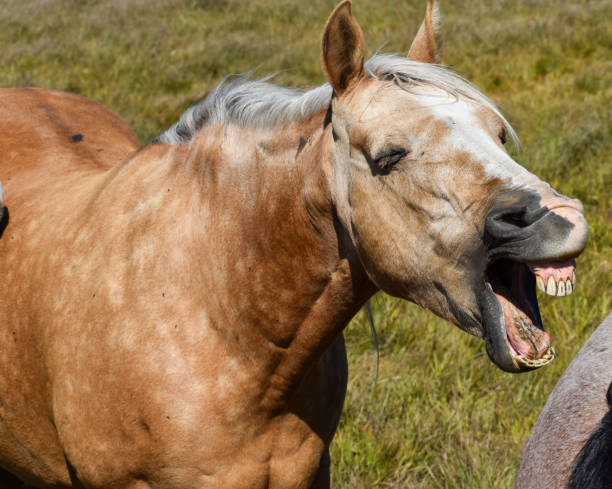 istock Funny horse talking yawning with teeth showing 1252823343