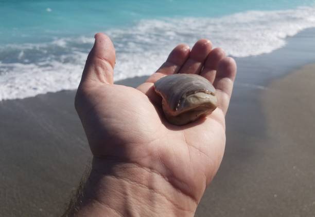 istock hand holding shell at the beach with waves 1252826208