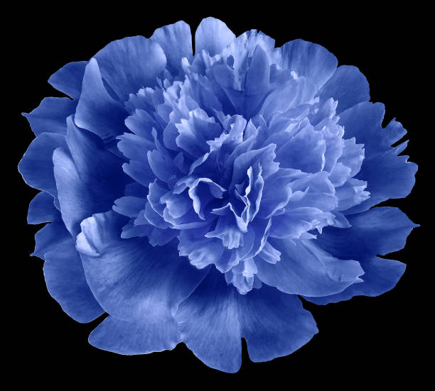 花の青い牡丹。  黒い背景に孤立した花。クリッピングパスを持つ影はありません。クローズ アップ。自然。 - cut flowers bouquet flower flower arrangement ストックフォトと画像