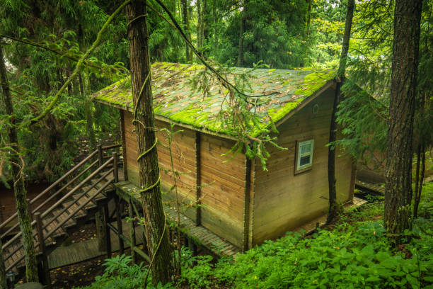 Wooden house in forest