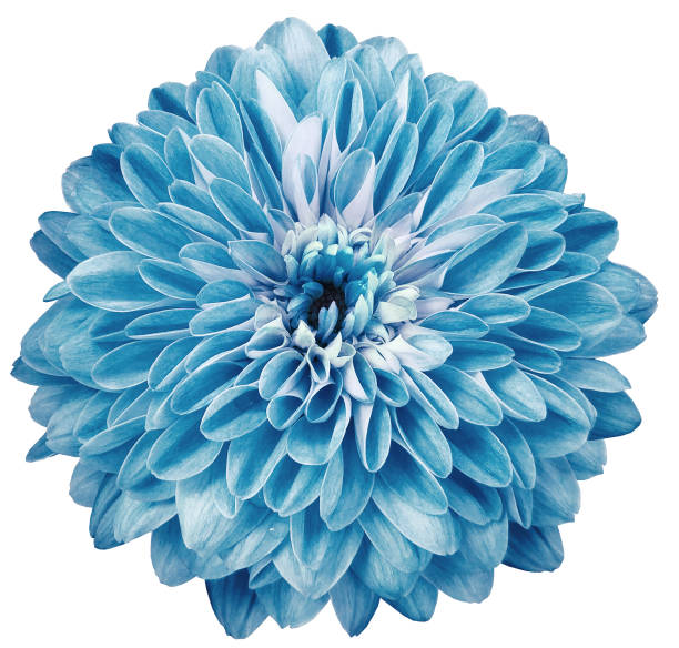 istock dahlia flower  light blue isolated on a white background. No shadows with clipping path. Close-up. Nature. 1252827331