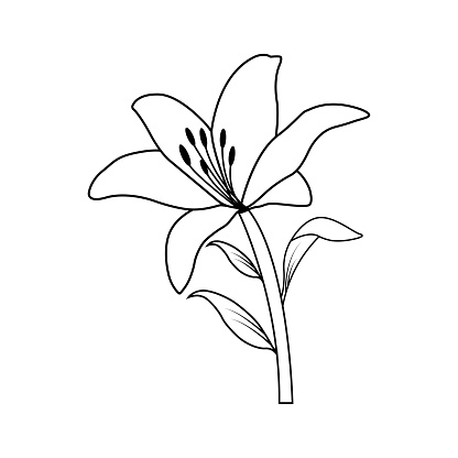 Lily flower vector. Vector black contour of lily flowers isolated on a white background.