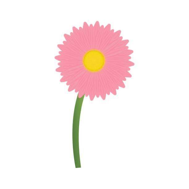 istock Daisy flower. Vibrant bright pink gerbera daisy flowers blooming isolated on white background 1252827954