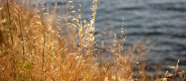 The common dry wild oat, the avena fatua, considered as grass. The common wild oat, the avena fatua, considered as grass. Golden dry plant of poaceae family is a noxious weed used for pasture. Blur sea water background, avena fatua stock pictures, royalty-free photos & images