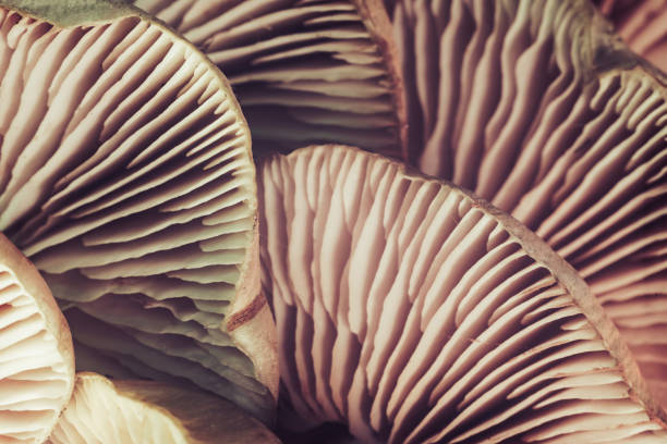 Aerial view of organic oyster mushroom farm.