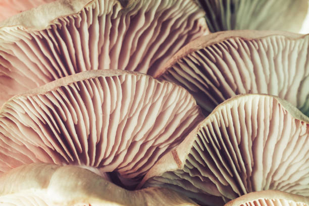 istock Close up beautiful bunch mushrooms.  Background pattern for design. Macro Photography View. 1252833250