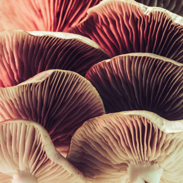 istock Close up beautiful bunch mushrooms.  Background pattern for design. Macro Photography View. 1252833264