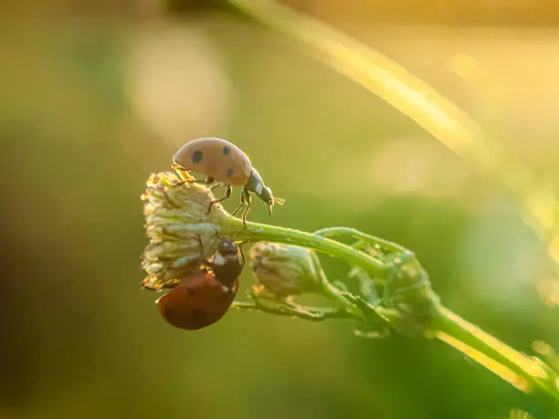 Photo of Sunset ladybugs
