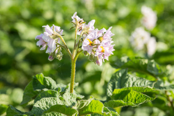 istock potato plant growing on the soil 1252834988