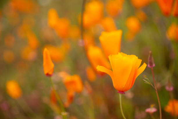 oro de primer plano - poppy flower field red fotografías e imágenes de stock