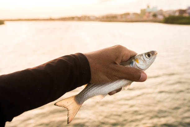 istock Sardine fish in hand 1252835952