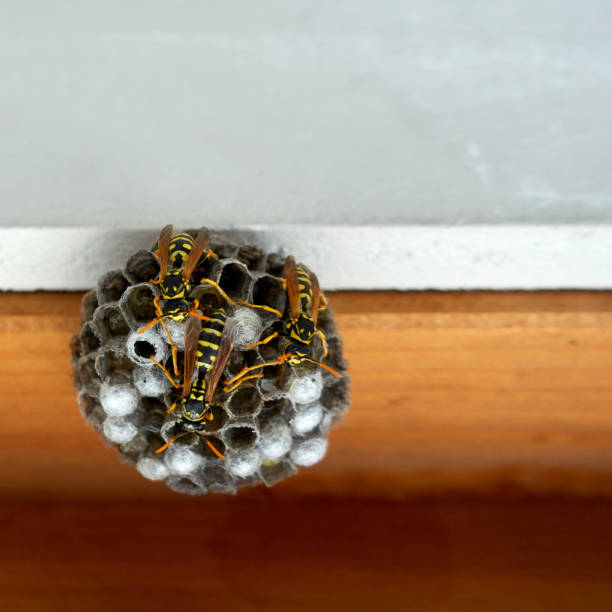 istock Wasp Nest on a brown window reveal with a white wall. 1252837599