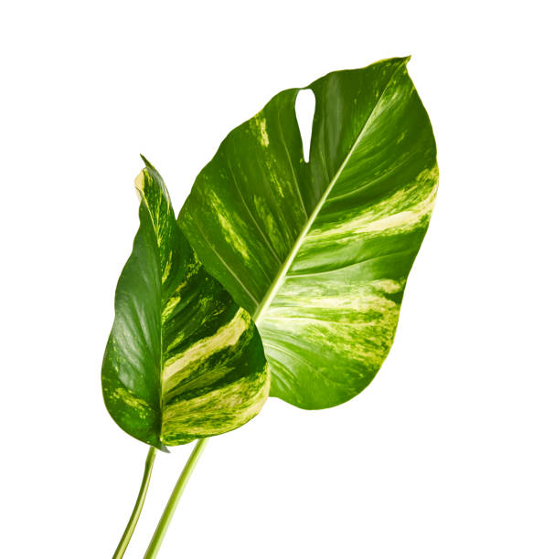 istock Devil's ivy, Golden pothos, Epipremnum aureum, isolated on white background with clipping path 1252837632