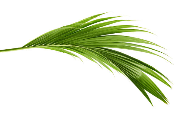 hojas de coco o frondas de coco, hojas de color azulado, follaje tropical aislado sobre fondo blanco con trayectoria de recorte - palm leaf branch leaf palm tree fotografías e imágenes de stock