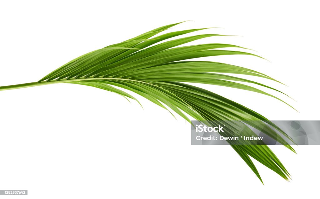 Coconut leaves or Coconut fronds, Green plam leaves, Tropical foliage isolated on white background with clipping path Leaf Stock Photo