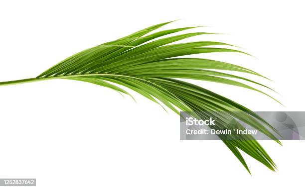Coconut Leaves Or Coconut Fronds Green Plam Leaves Tropical Foliage Isolated On White Background With Clipping Path Stock Photo - Download Image Now