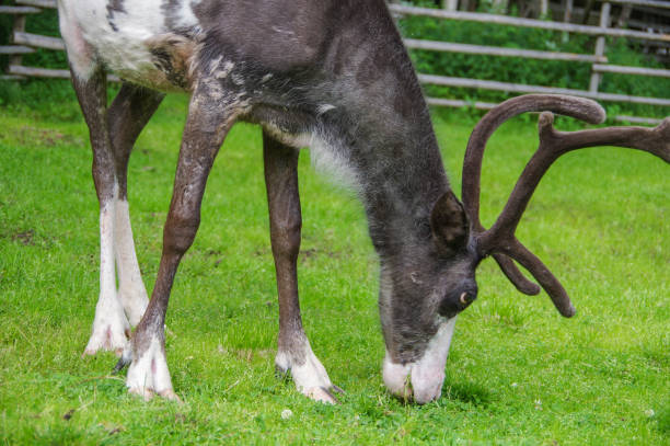 istock Molting reindeer eating grass in summer 1252837665