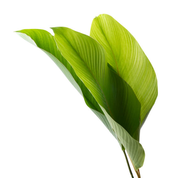 istock Calathea foliage, Exotic tropical leaf, isolated on white background with clipping path 1252838210