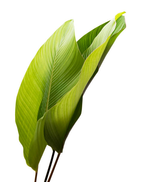 istock Calathea foliage, Exotic tropical leaf, isolated on white background with clipping path 1252838219