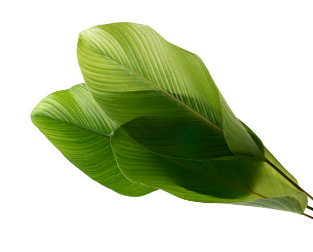 istock Calathea foliage, Exotic tropical leaf, isolated on white background with clipping path 1252838227