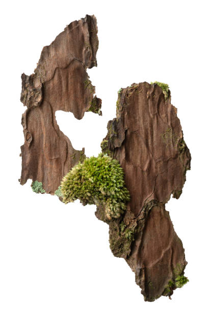 istock Moss or Mosses on a pine bark, Green moss on a tree bark isolated on white background, with clipping path 1252838233
