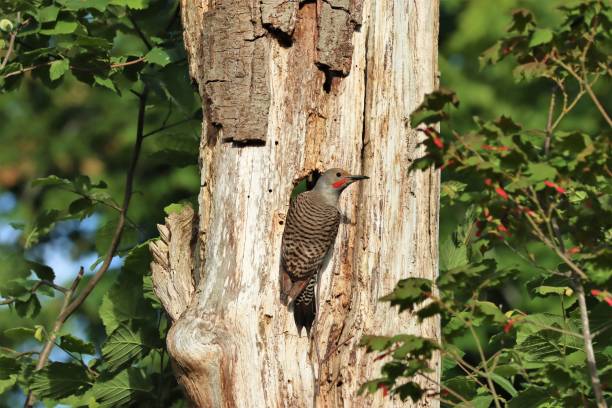 istock Male northern flicker perching on a tree trunk 1252838526