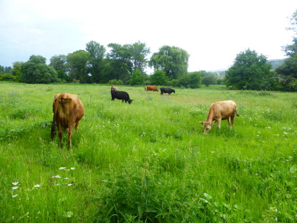 istock A herd of cows on a green meadow 1252838529