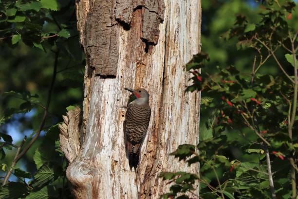 istock Male northern flicker perching on a tree trunk 1252838531