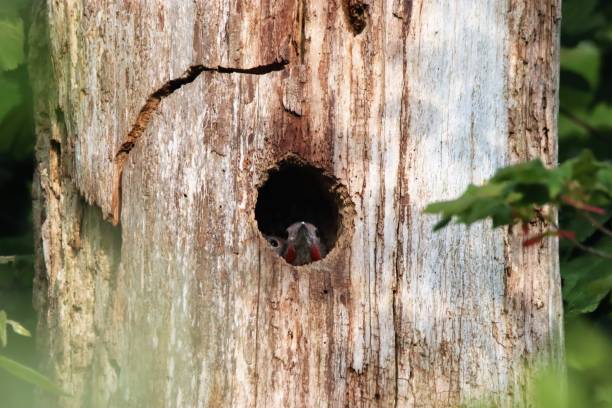 a young male northern flicker looking outside from its nest in a tree hole - 12007 imagens e fotografias de stock