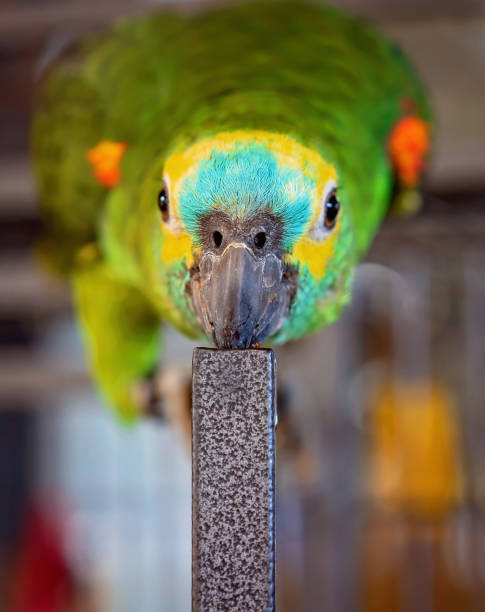 Turquoise Fronted Amazon Parrot A playful turquoise-fronted Amazon parrot in closeup amazona aestiva stock pictures, royalty-free photos & images