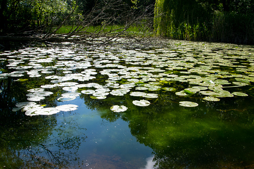 Small pond, forest lake covered with water lily leaves in the forest near Bad Nauheim