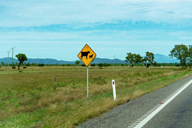 istock Cattle Crossing Road Signage 1252839976