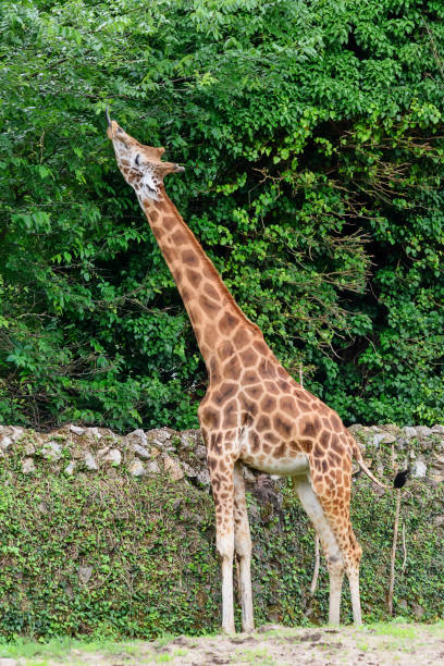 istock A Giraffe at the zoo 1252840060