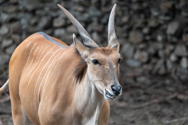 Common Eland (Taurotragus oryx) is the largest of the African antelope species. Common Eland (Taurotragus oryx) is the largest of the African antelope species. giant eland stock pictures, royalty-free photos & images