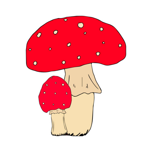 Mushroom poison, amanita, toadstool. Hand drawn vintage illustration. Black and white doodle line art, coloring outline, design for coloring book page. Vector illustration. Mushroom poison, amanita, toadstool. Hand drawn inking, vintage illustration. Black and white doodle line art, coloring outline, design for coloring book page. Vector illustration. little grebe (tachybaptus ruficollis) stock illustrations