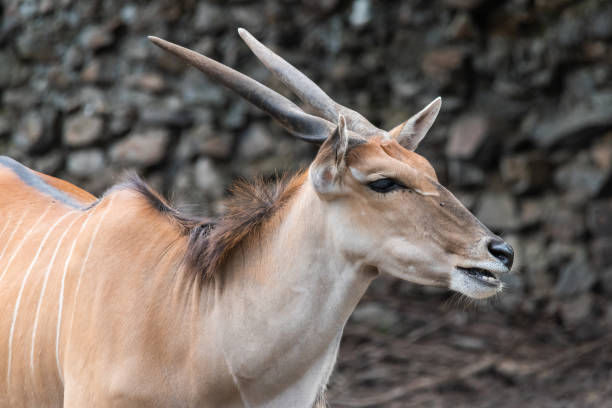 common eland (taurotragus oryx) es la más grande de las especies de antílopes africanos. - eland fotografías e imágenes de stock