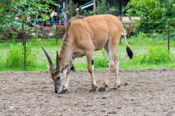 Common Eland (Taurotragus oryx) is the largest of the African antelope species. Common Eland (Taurotragus oryx) is the largest of the African antelope species. giant eland stock pictures, royalty-free photos & images