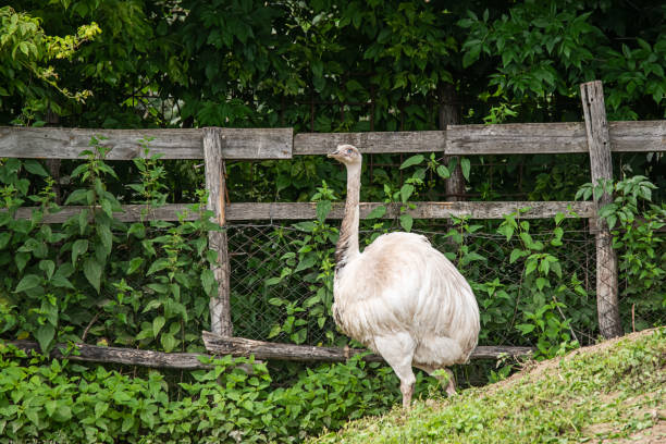 White common ostrich (Struthio camelus) standing on a meadow.