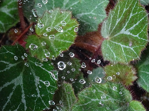 With natural texture. Brown background with large rounded leaves.Green leaves. Water drops on cobweb.