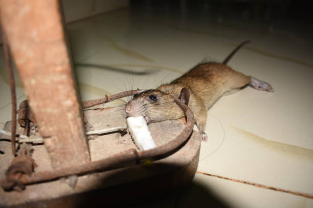 istock Powerful black Mousetrap in India 1252842065