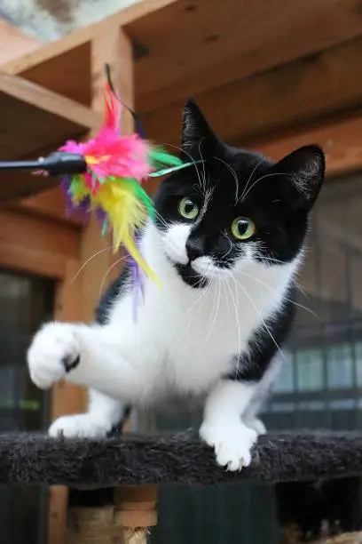black and white cat is playing with a toy with colorful feathers
