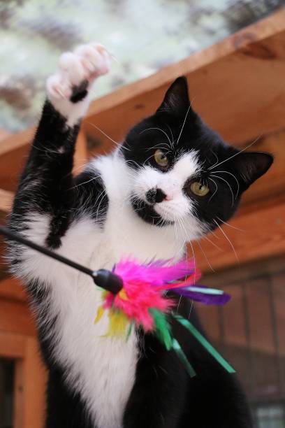 istock small black and white cat is playing with a toy with colorful feathers 1252843304