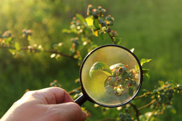 istock future garden blueberry crop 1252845576
