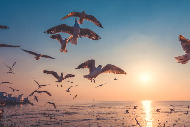 istock Seagulls Flying Above Sea Against Sky During Sunset 1252845587