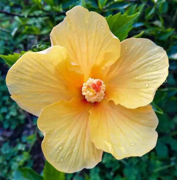 full bloom yellow hibiscus flower with water droplets in the garden, top view. selective focus.beautiful background theme. Hawaii State Flower is also known as hardy hibiscus or tropical hibiscus