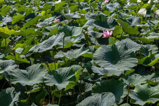 istock Lotus leaves and flowers background 1252846173