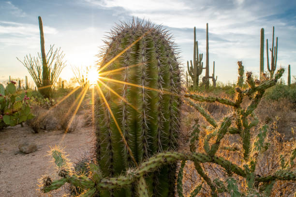istock Saguaro Cactus in Arizona Desert Wilderness at Sunset 1252846238