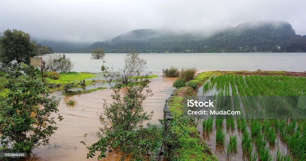 paddy fields and flooded backwaters from Mulshi Dam near Tamhini Ghats Maharashtra during peak monsoon season. On the way to Mumbai from Pune. Selective Focus. India Stock Photo