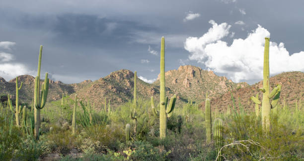 istock Saguaro Cactus Forest in Arizona Desert Wilderness 1252847365