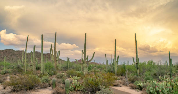 istock Saguaro Cactus in Arizona Desert Wilderness at Sunset 1252848290